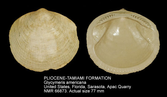 PLIOCENE-TAMIAMI FORMATION Glycymeris americana.jpg - PLIOCENE-TAMIAMI FORMATION Glycymeris americana (Defrance,1829)